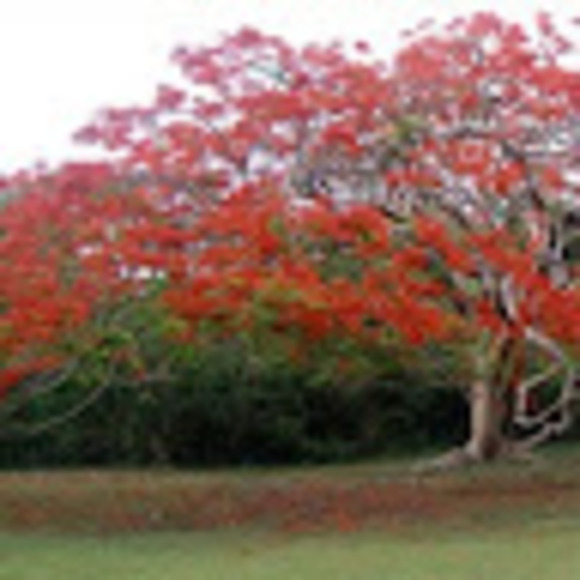 Chad - Picture 1 of 1